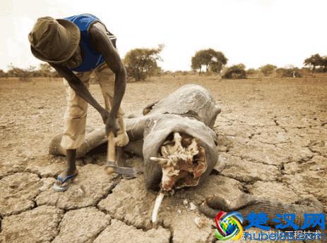 象牙到底有什么作用，为什么那么多人想要费心思得到？