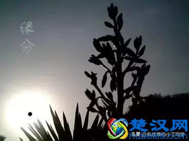 什么是缘分?（最美的回答）