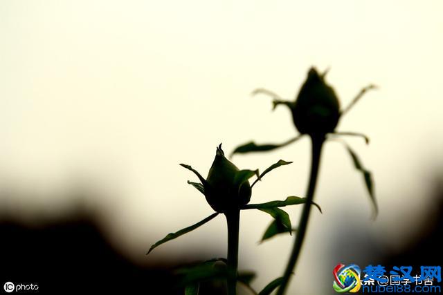 国学文化《菜根谭》：懂得未雨绸缪，感悟不喜不悲