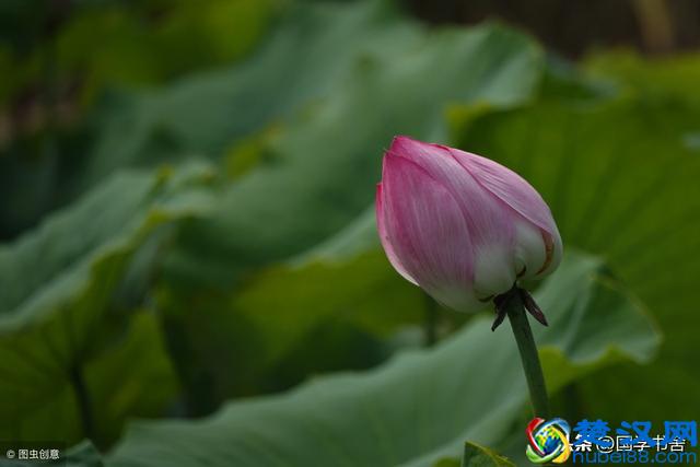 国学文化《菜根谭》：懂得未雨绸缪，感悟不喜不悲