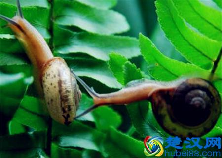 蜗牛怎么养殖？喜欢吃什么？