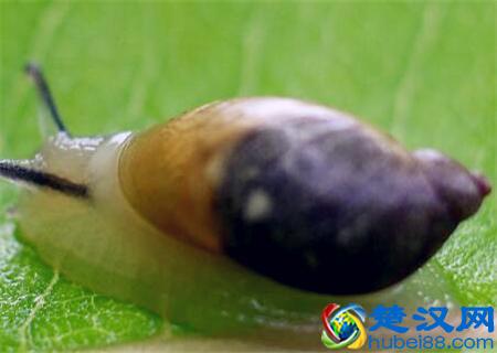 蜗牛怎么养殖？喜欢吃什么？