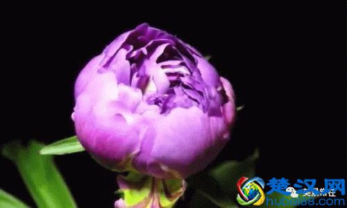 《花开富贵》，国色天香