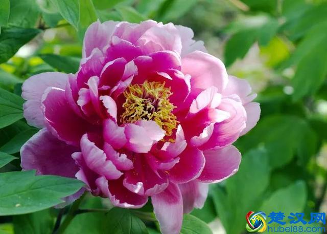 《花开富贵》，国色天香