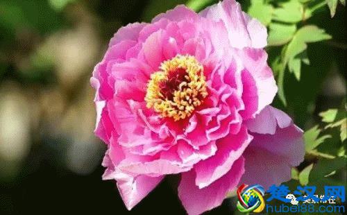 《花开富贵》，国色天香