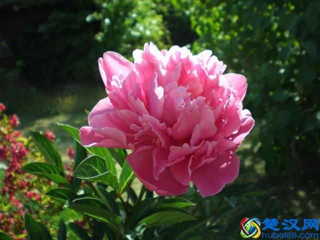 《花开富贵》，国色天香