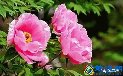 《花开富贵》，国色天香