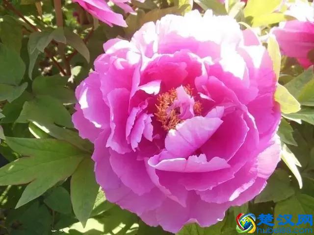 《花开富贵》，国色天香