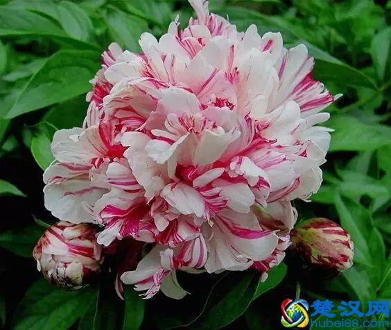 《花开富贵》，国色天香