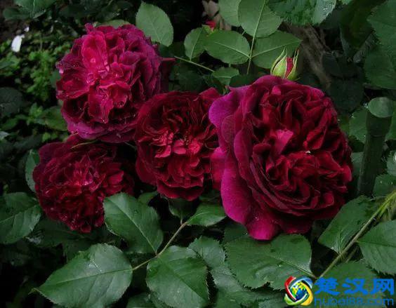 《花开富贵》，国色天香