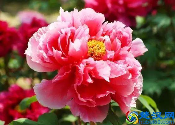 《花开富贵》，国色天香