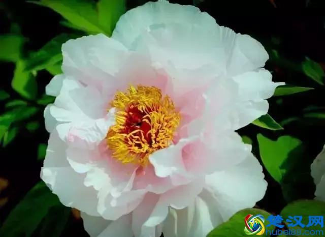 《花开富贵》，国色天香