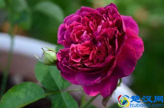 《花开富贵》，国色天香