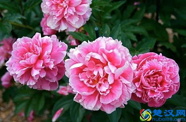 《花开富贵》，国色天香