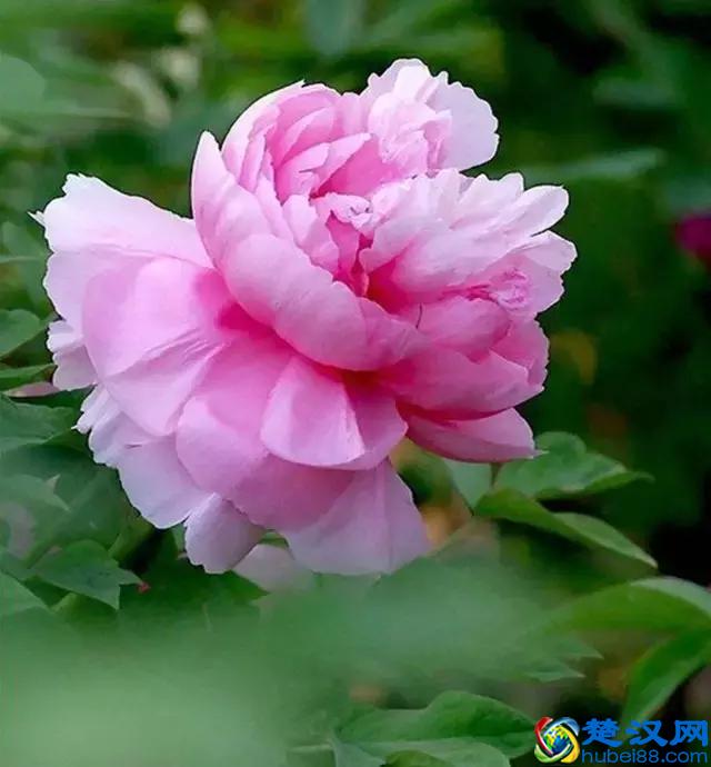 《花开富贵》，国色天香