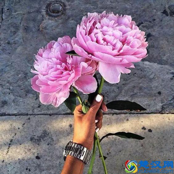 《花开富贵》，国色天香