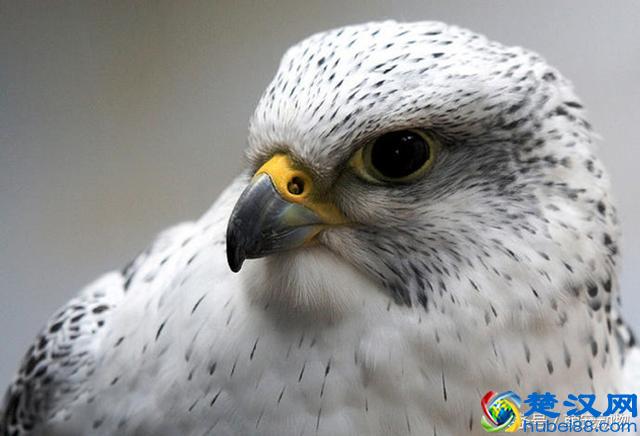 海东青，传说中的万鹰之神，一只竟值300两白银且可免死罪