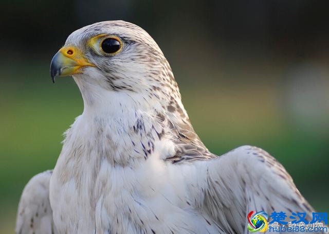 海东青，传说中的万鹰之神，一只竟值300两白银且可免死罪