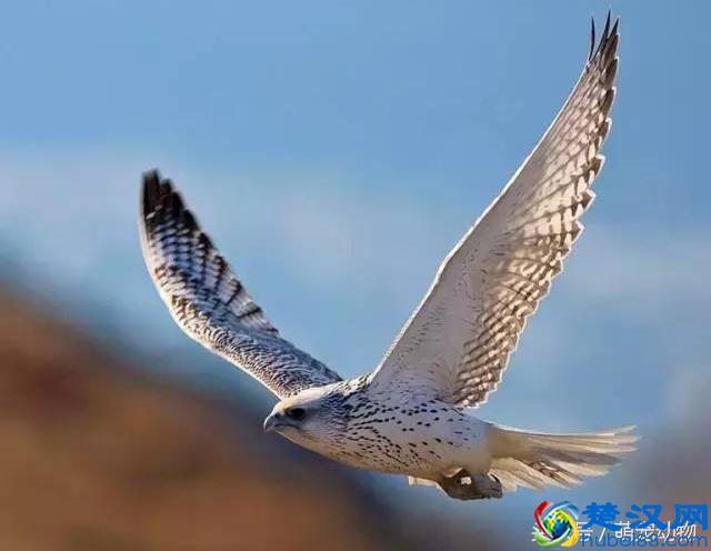 海东青，传说中的万鹰之神，一只竟值300两白银且可免死罪