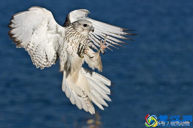 海东青，传说中的万鹰之神，一只竟值300两白银且可免死罪