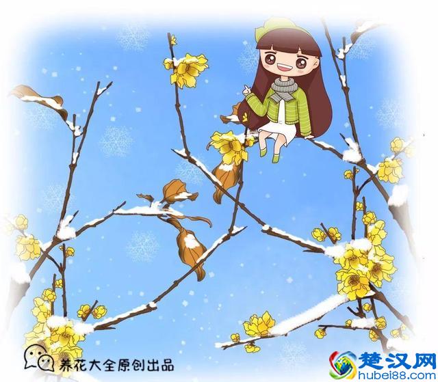 这几种花只在冬天开，比梅花开的还美！