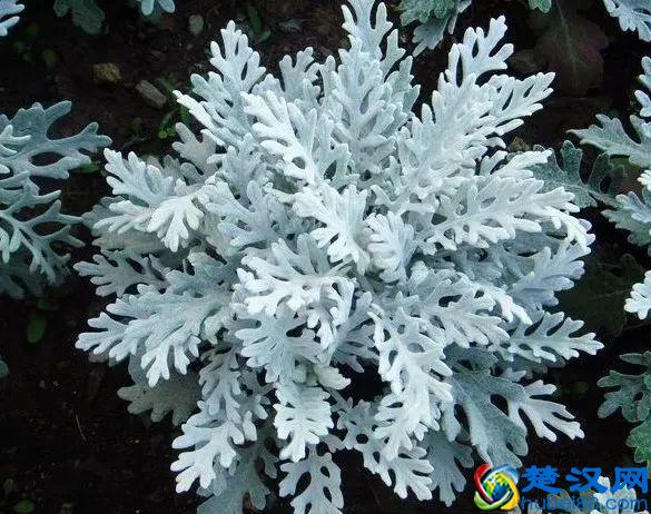 这几种花只在冬天开，比梅花开的还美！