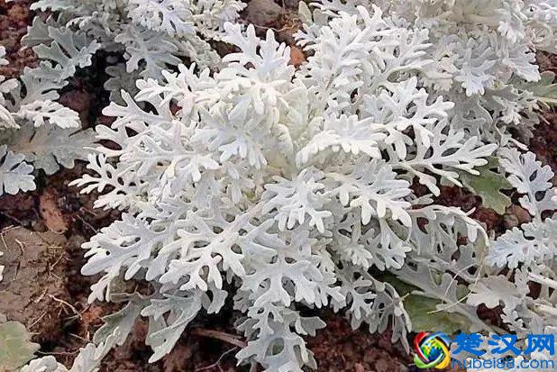 这几种花只在冬天开，比梅花开的还美！