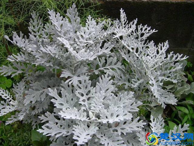 这几种花只在冬天开，比梅花开的还美！