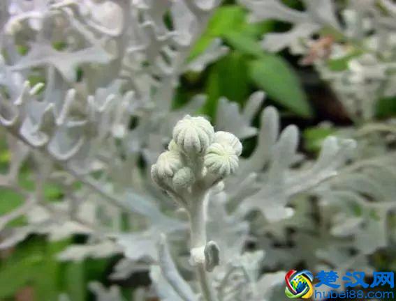 这几种花只在冬天开，比梅花开的还美！