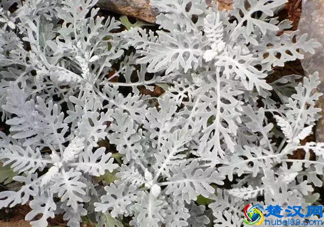 这几种花只在冬天开，比梅花开的还美！