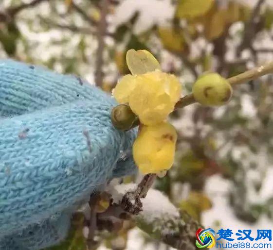 这几种花只在冬天开，比梅花开的还美！