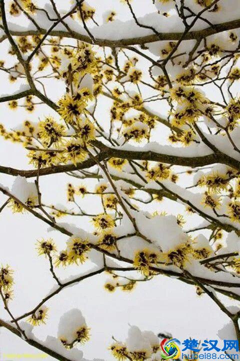 这几种花只在冬天开，比梅花开的还美！