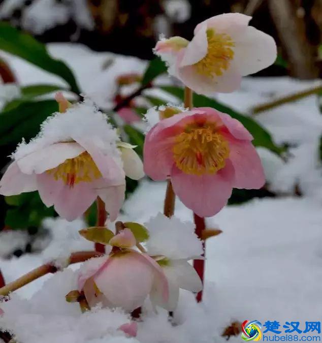 这几种花只在冬天开，比梅花开的还美！