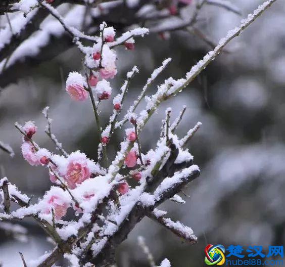 这几种花只在冬天开，比梅花开的还美！
