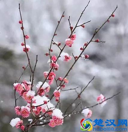 这几种花只在冬天开，比梅花开的还美！