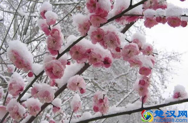 这几种花只在冬天开，比梅花开的还美！