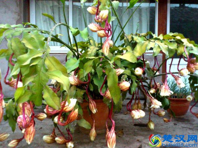 悄悄告诉你：想要昙花一年开花4-5次，你得这样做