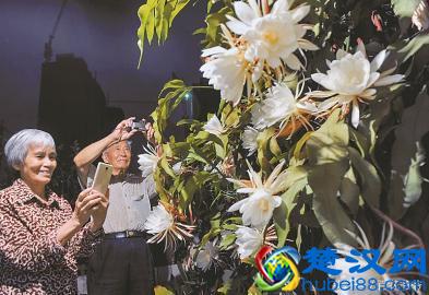 悄悄告诉你：想要昙花一年开花4-5次，你得这样做