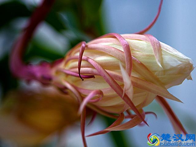 悄悄告诉你：想要昙花一年开花4-5次，你得这样做