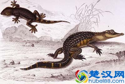 为什么说扬子鳄是活化石