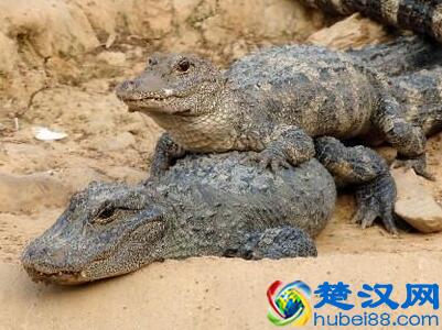 为什么说扬子鳄是活化石