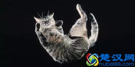 为什么会有“好奇害死猫”这个说法？