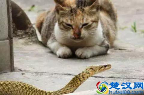 为什么会有“好奇害死猫”这个说法？