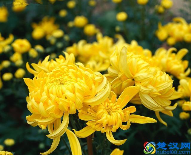 每日一花：“花中隐士”——菊花