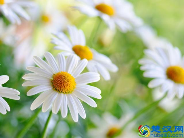 每日一花：“花中隐士”——菊花