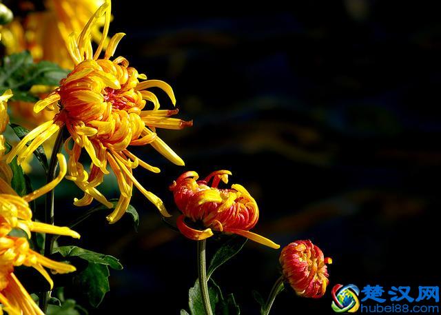 每日一花：“花中隐士”——菊花