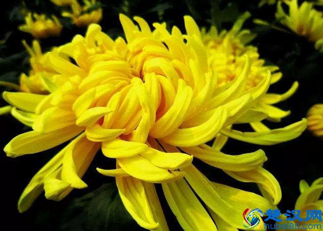 每日一花：“花中隐士”——菊花