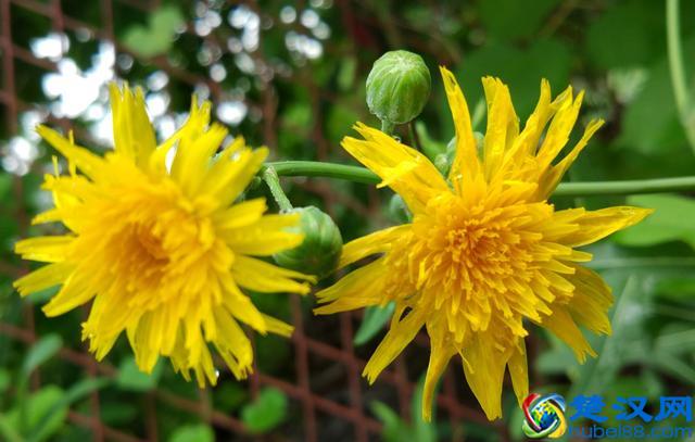 每日一花：“花中隐士”——菊花