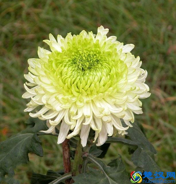 每日一花：“花中隐士”——菊花