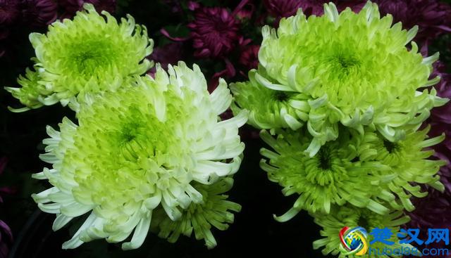 每日一花：“花中隐士”——菊花